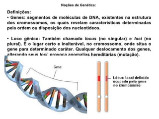 Genética (1ª lei de Mendel e Noção de genética).ppt