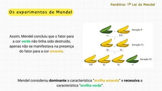 Os experimentos de Mendel
Assim, Mendel concluiu que o fator para
a cor verde não tinha sido destruído,
apenas não se manifestava na presença
do fator para a cor amarela.
Genética: 1ª Lei de Mendel
Genética: 1ª Lei de Mendel
Mendel considerou dominante a característica “ervilha amarela” e recessiva a
característica “ervilha verde”.
 