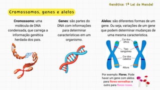 Cor dos
olhos
Tipo
sanguíneo
Cor dos
cabelos
Altura
Cromossomos, genes e alelos
Genética: 1ª Lei de Mendel
Genética: 1ª Lei de Mendel
Genes: são partes do
DNA com informações
para determinar
características em um
organismo.
Cromossomo: uma
molécula de DNA
condensada, que carrega a
informação genética
herdada dos pais.
Alelos: são diferentes formas de um
gene. Ou seja, variações de um gene
que podem determinar mudanças de
uma mesma característica.
Por exemplo: Flores. Pode
haver um gene com alelos
para flores vermelhas e
outro para flores rosas.
 