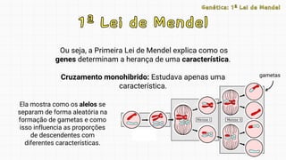 1ª Lei de Mendel
1ª Lei de Mendel
Ou seja, a Primeira Lei de Mendel explica como os
genes determinam a herança de uma característica.
Cruzamento monohibrido: Estudava apenas uma
característica.
Ela mostra como os alelos se
separam de forma aleatória na
formação de gametas e como
isso influencia as proporções
de descendentes com
diferentes características.
SHHE
gametas
Genética: 1ª Lei de Mendel
Genética: 1ª Lei de Mendel
 