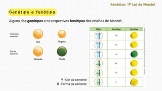 Genótipo e fenótipo
Genética: 1ª Lei de Mendel
Genética: 1ª Lei de Mendel
Alguns dos genótipos e os respectivos fenótipos das ervilhas de Mendel:
V - Cor da semente
R - Forma da semente
 