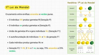1ª Lei de Mendel
Genética: 1ª Lei de Mendel
Genética: 1ª Lei de Mendel
Cruzamento entre ervilhas amarelas e verdes puras.
O indivíduo VV produz gametas V (Geração P)
O indivíduo vv produz gametas v (Geração P)
União de gametas V e v gera indivíduos Vv (Geração F1)
A autofecundação de indivíduos Vv e Vv da geração F1
Cada indivíduo produz gametas V e v
Geração F2: 1 VV, 2 Vv e 1 vv, ou seja, 75% amarelos e 25%
verdes.
 