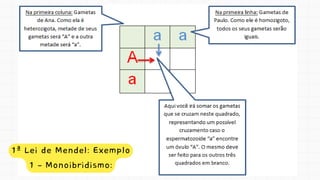 1ª Lei de Mendel: Exemplo
1 – Monoibridismo:
 