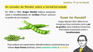 Os estudos de Mendel sobre a hereditariedade
De 1858 a 1866, Gregor Mendel realizou pesquisas
sobre a hereditariedade em ervilhas (Pisum sativum)
no jardim de um mosteiro.
Genética: 1ª Lei de Mendel
Genética: 1ª Lei de Mendel
Gregor Mendel (1822-1884) foi um
monge que ficou conhecido como o pai
da genética. Seus trabalhos forneceram
informações importantes sobre a
hereditariedade.
Quem foi Mendel?
Quem foi Mendel?
Para realizar seu experimento, Mendel analisou características que
tinham duas formas distintas, como sementes verdes e amarelas.
 