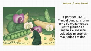 A partir de 1660,
Mendel conduziu uma
série de cruzamentos
entre plantas de
ervilhas e analisou
cuidadosamente os
resultados obtidos.
Genética: 1ª Lei de Mendel
Genética: 1ª Lei de Mendel
 