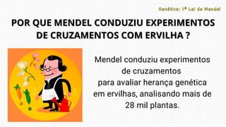 Mendel conduziu experimentos
de cruzamentos
para avaliar herança genética
em ervilhas, analisando mais de
28 mil plantas.
POR QUE MENDEL CONDUZIU EXPERIMENTOS
POR QUE MENDEL CONDUZIU EXPERIMENTOS
DE CRUZAMENTOS COM ERVILHA ?
DE CRUZAMENTOS COM ERVILHA ?
Genética: 1ª Lei de Mendel
Genética: 1ª Lei de Mendel
 