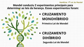 CRUZAMENTO
MONOHÍBRIDO
CRUZAMENTO
DIHÍBRIDO
Mendel conduziu 2 experimentos principais para
determinar as leis da herança. Esses experimentos foram:
Primeira Lei de Mendel
Segunda Lei de Mendel
Genética: 1ª Lei de Mendel
Genética: 1ª Lei de Mendel
 