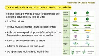 Os estudos de Mendel sobre a hereditariedade
A planta usada por Mendel possui características que
facilitam o estudo de seu ciclo de vida:
Genética: 1ª Lei de Mendel
Genética: 1ª Lei de Mendel
É de fácil cultivo
Produz muitas sementes (muitos descendentes)
A flor pode se reproduzir por autofecundação ou por
fecundação cruzada entre dois pés de ervilha
A cor da semente é amarela ou verde
A forma da semente é lisa ou rugosa
Ou a planta era muito alta ou muito baixa
 