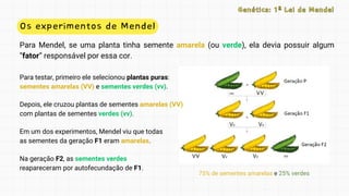 Os experimentos de Mendel
Para Mendel, se uma planta tinha semente amarela (ou verde), ela devia possuir algum
“fator” responsável por essa cor.
Genética: 1ª Lei de Mendel
Genética: 1ª Lei de Mendel
Para testar, primeiro ele selecionou plantas puras:
sementes amarelas (VV) e sementes verdes (vv).
Depois, ele cruzou plantas de sementes amarelas (VV)
com plantas de sementes verdes (vv).
Em um dos experimentos, Mendel viu que todas
as sementes da geração F1 eram amarelas.
Na geração F2, as sementes verdes
reapareceram por autofecundação de F1.
75% de sementes amarelas e 25% verdes
 