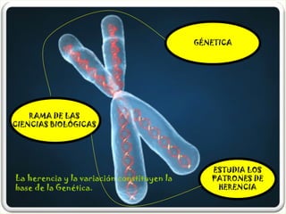 GenéTica2