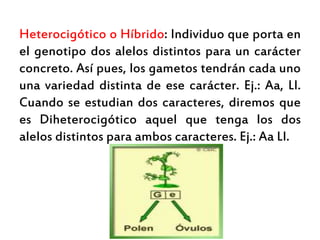 .
Heterocigótico o Híbrido: Individuo que porta en
el genotipo dos alelos distintos para un carácter
concreto. Así pues, los gametos tendrán cada uno
una variedad distinta de ese carácter. Ej.: Aa, Ll.
Cuando se estudian dos caracteres, diremos que
es Diheterocigótico aquel que tenga los dos
alelos distintos para ambos caracteres. Ej.: Aa Ll.
 