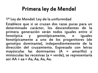 Primera ley de Mendel
1ª Ley de Mendel: Ley de la uniformidad
Establece que si se cruzan dos razas puras para un
determinado carácter, los descendientes de la
primera generación serán todos iguales entre sí
fenotípica y genotípicamente, e iguales
fenotípicamente a uno de los progenitores (de
genotipo dominante), independientemente de la
dirección del cruzamiento. Expresado con letras
mayúsculas las dominantes (A = amarillo) y
minúsculas las recesivas (a = verde), se representaría
así: AA + aa = Aa, Aa, Aa, Aa.
 