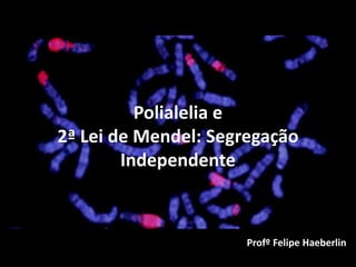 Polialelia e
2ª Lei de Mendel: Segregação
Independente
Profº Felipe Haeberlin
 