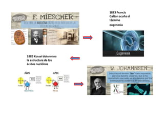 1885 Kossel determina
la estructura de los
ácidos nucléicos
1883 Francis
Galton acuña el
término
eugenesia
 