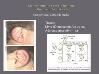 Traços:
Livre (Dominante): AA ou Aa
Aderente (recessivo): aa
Característica: Lóbulo da orelha
 