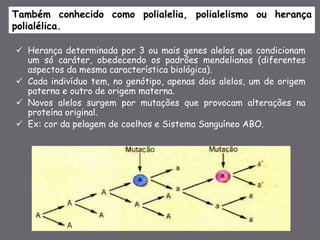 Também conhecido como polialelia, polialelismo ou herança
polialélica.
 Herança determinada por 3 ou mais genes alelos que condicionam
um só caráter, obedecendo os padrões mendelianos (diferentes
aspectos da mesma característica biológica).
 Cada indivíduo tem, no genótipo, apenas dois alelos, um de origem
paterna e outro de origem materna.
 Novos alelos surgem por mutações que provocam alterações na
proteína original.
 Ex: cor da pelagem de coelhos e Sistema Sanguíneo ABO.
 