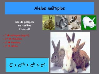Cor da pelagem
em coelhos
(4 alelos)
- C  selvagem (aguti).
- cch  chinchila.
- ch  himalaia.
- ca  albino.
C > cch > ch > ca
C _
cch _
ch _
caca
Alelos múltiplos
 