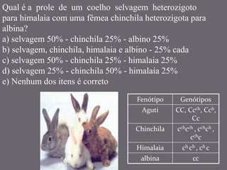 Qual é a prole de um coelho selvagem heterozigoto
para himalaia com uma fêmea chinchila heterozigota para
albina?
a) selvagem 50% - chinchila 25% - albino 25%
b) selvagem, chinchila, himalaia e albino - 25% cada
c) selvagem 50% - chinchila 25% - himalaia 25%
d) selvagem 25% - chinchila 50% - himalaia 25%
e) Nenhum dos itens é correto
Fenótipo Genótipos
Aguti CC, Ccch, Cch,
Cc
Chinchila cchcch , cchch ,
cchc
Himalaia ch ch , ch c
albina cc
C _
cch _
ch _
caca
 
