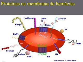 Proteínas na membrana de hemácias
 