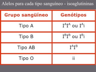 Alelos para cada tipo sanguíneo - isoaglutininas
 