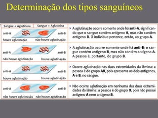 Determinação dos tipos sanguíneos
 