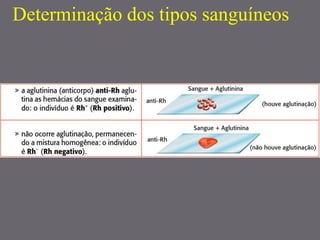 Determinação dos tipos sanguíneos
 