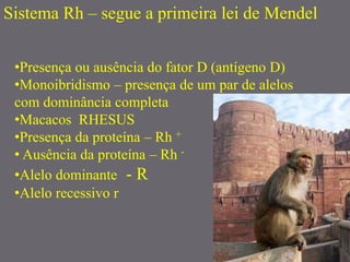 Sistema Rh – segue a primeira lei de Mendel
•Presença ou ausência do fator D (antígeno D)
•Monoibridismo – presença de um par de alelos
com dominância completa
•Macacos RHESUS
•Presença da proteína – Rh +
• Ausência da proteína – Rh -
•Alelo dominante - R
•Alelo recessivo r
 