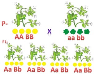 P-XAA BBaa bbF1-Aa BbAa BbAa BbAa Bb