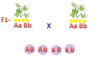 F1-Aa BbXAa BbABAbaBab