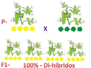 P-XF1-100% - Di-híbridos