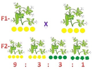F1-XF2-9     :       3    :      3      :     1