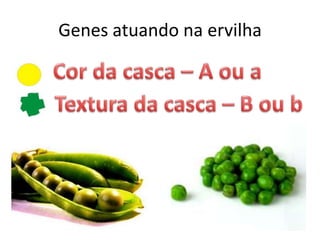 Genes atuando na ervilhaCor da casca – A ou aTextura da casca – B ou b