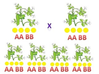 XAA BBAA BBAA BBAA BBAA BBAA BB