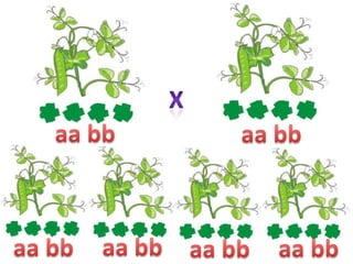 Xaa bbaa bbaa bbaa bbaa bbaa bb