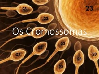 Os Cromossomas
 