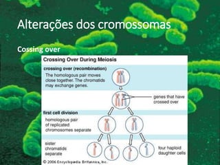 Alterações dos cromossomas
Cossing over
 