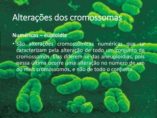 Alterações dos cromossomas
Numéricas – euploidia
• São alterações cromossômicas numéricas que se
caracterizam pela alteração de todo um conjunto de
cromossomos. Elas diferem-se das aneuploidias, pois
nessa última ocorre uma alteração no número de um
ou mais cromossomos, e não de todo o conjunto.
 