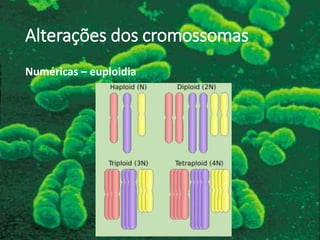 Alterações dos cromossomas
Numéricas – euploidia
 