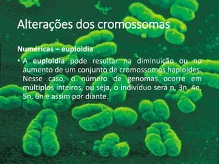 Alterações dos cromossomas
Numéricas – euploidia
• A euploidia pode resultar na diminuição ou no
aumento de um conjunto de cromossomos haploides.
Nesse caso, o número de genomas ocorre em
múltiplos inteiros, ou seja, o indivíduo será n, 3n, 4n,
5n, 6n e assim por diante.
 