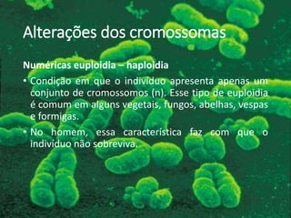 Alterações dos cromossomas
Numéricas euploidia – haploidia
• Condição em que o indivíduo apresenta apenas um
conjunto de cromossomos (n). Esse tipo de euploidia
é comum em alguns vegetais, fungos, abelhas, vespas
e formigas.
• No homem, essa característica faz com que o
indivíduo não sobreviva.
 