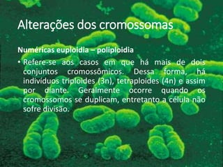 Alterações dos cromossomas
Numéricas euploidia – poliploidia
• Refere-se aos casos em que há mais de dois
conjuntos cromossômicos. Dessa forma, há
indivíduos triploides (3n), tetraploides (4n) e assim
por diante. Geralmente ocorre quando os
cromossomos se duplicam, entretanto a célula não
sofre divisão.
 