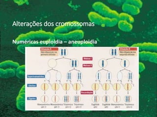 Numéricas euploidia – aneuploidia
Alterações dos cromossomas
 