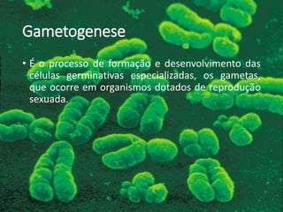 Gametogenese
• É o processo de formação e desenvolvimento das
células germinativas especializadas, os gametas,
que ocorre em organismos dotados de reprodução
sexuada.
 