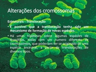 Alterações dos cromossomas
Estruturais - Translocação
• É possível que a translocação tenha sido um
mecanismo de formação de novas espécies.
• Há umas hipóteses sobre algumas espécies de
drosófilas, todas com um numero diferente de
cromossomos, que poderiam ter se originado de uma
espécie ancestral, a partir de translocações de
diversos tipos.
 