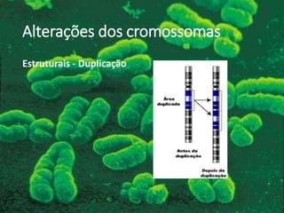 Alterações dos cromossomas
Estruturais - Duplicação
 