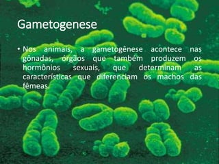 Gametogenese
• Nos animais, a gametogênese acontece nas
gônadas, órgãos que também produzem os
hormônios sexuais, que determinam as
características que diferenciam os machos das
fêmeas.
 
