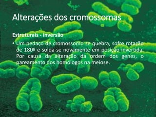 Alterações dos cromossomas
Estruturais - inversão
• Um pedaço de cromossomo se quebra, sofre rotação
de 180º e solda-se novamente em posição invertida.
Por causa da alteração da ordem dos genes, o
pareamento dos homólogos na meiose.
 