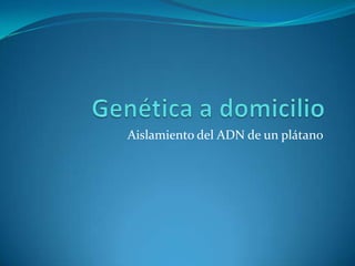 Genética a domicilio Aislamiento del ADN de un plátano 