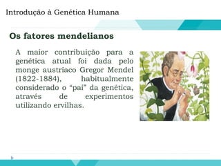 Introdução à Genética Humana
Os fatores mendelianos
A maior contribuição para a
genética atual foi dada pelo
monge austríaco Gregor Mendel
(1822-1884), habitualmente
considerado o “pai” da genética,
através de experimentos
utilizando ervilhas.
 