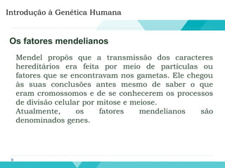Introdução à Genética Humana
Os fatores mendelianos
Mendel propôs que a transmissão dos caracteres
hereditários era feita por meio de partículas ou
fatores que se encontravam nos gametas. Ele chegou
às suas conclusões antes mesmo de saber o que
eram cromossomos e de se conhecerem os processos
de divisão celular por mitose e meiose.
Atualmente, os fatores mendelianos são
denominados genes.
 